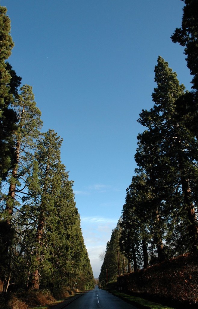 Wellingtonia Avenue iolaire. Flickr