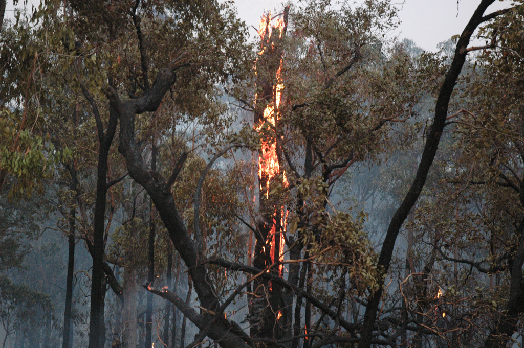 Burning Tree Sascha Grant Flickr