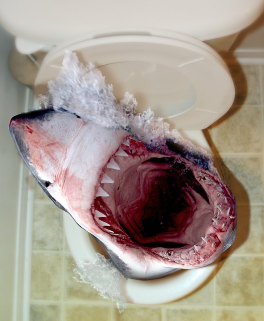 shark Foto Conquest!!! Shark into Toilet Lheonnus 3D Flickr