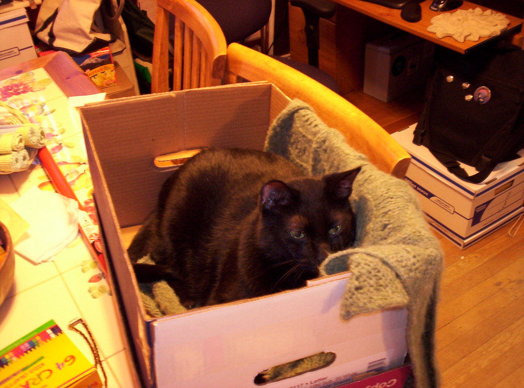 CatInTheBox He's a cat. In a box. That had been left ou… Flickr