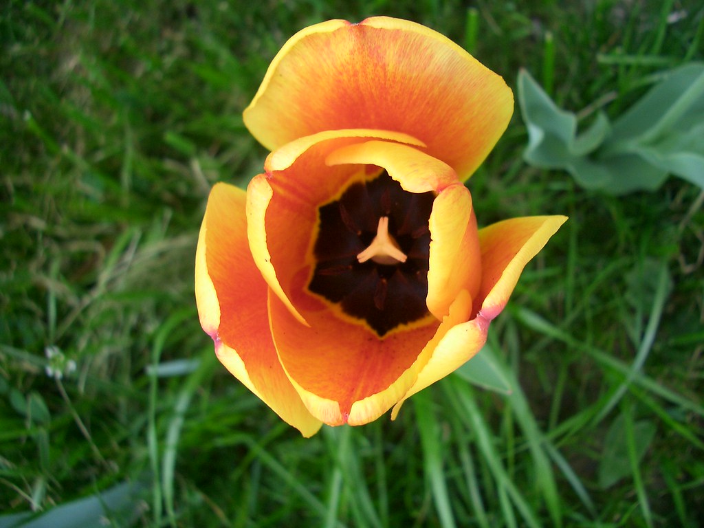 Springtime Flowers 2006 These two tulips were standing alo… Flickr