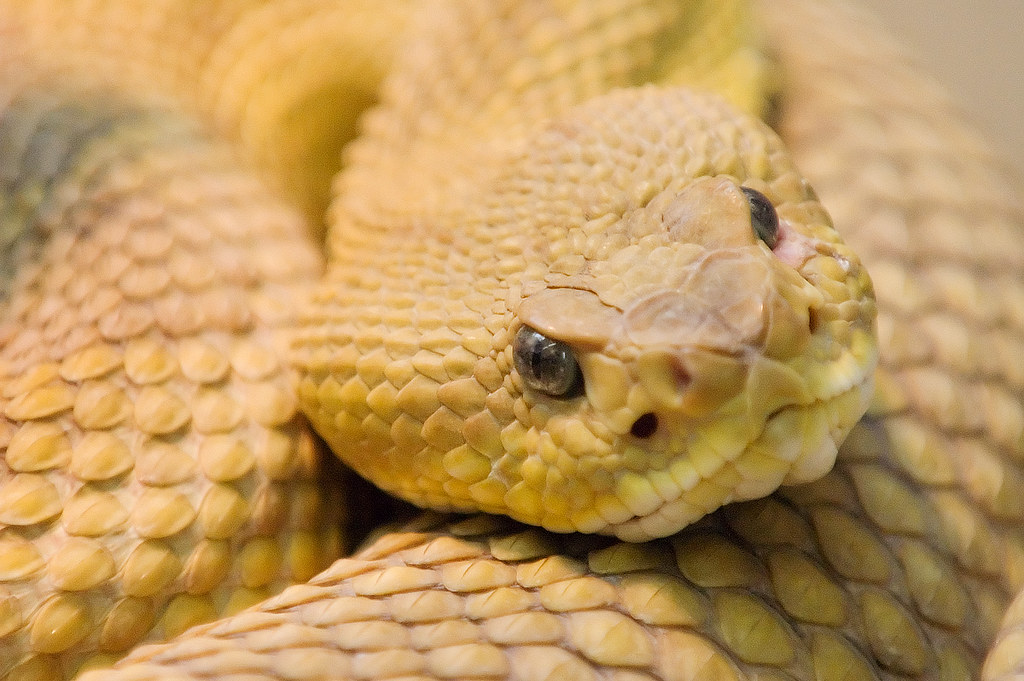 rattlesnake head a photo on Flickriver