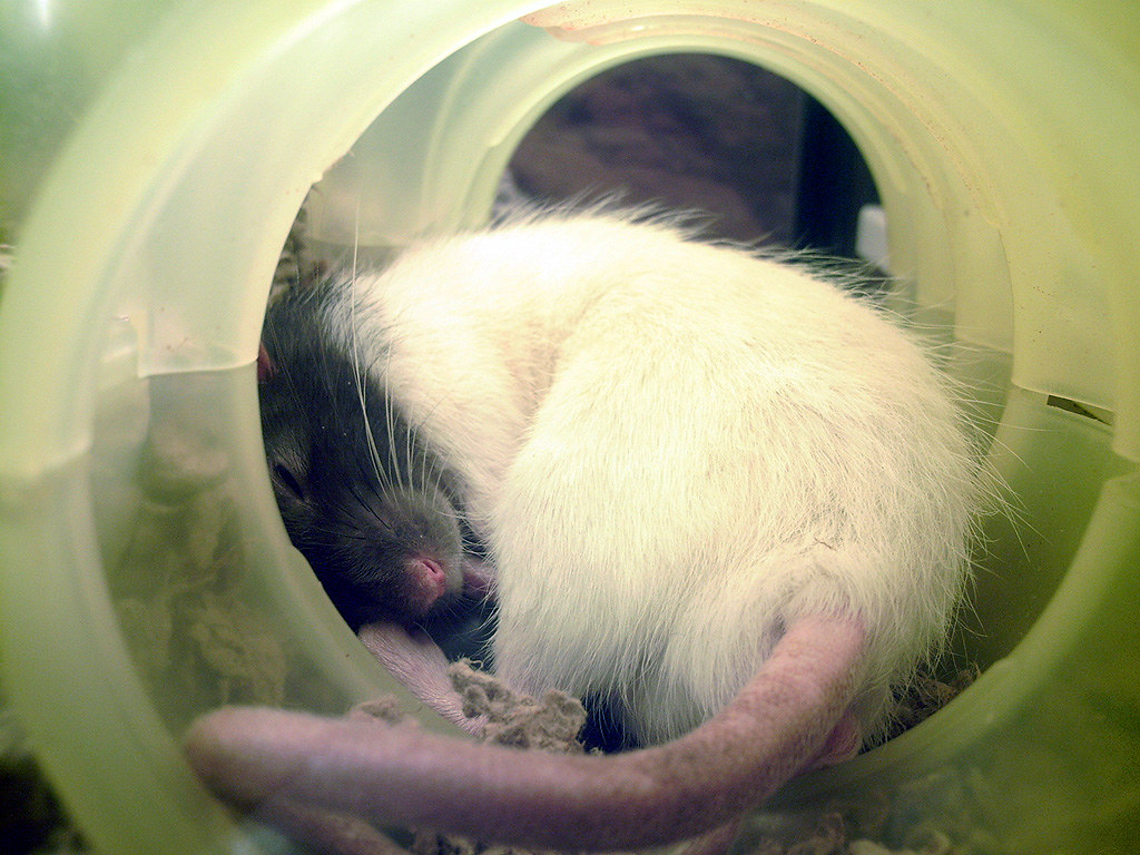[PetSmart] Sleeping rat Clean WalMart Flickr