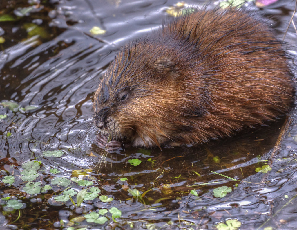 A Muskrat Eating Vegetation A muskrat eating vegetation in… Flickr