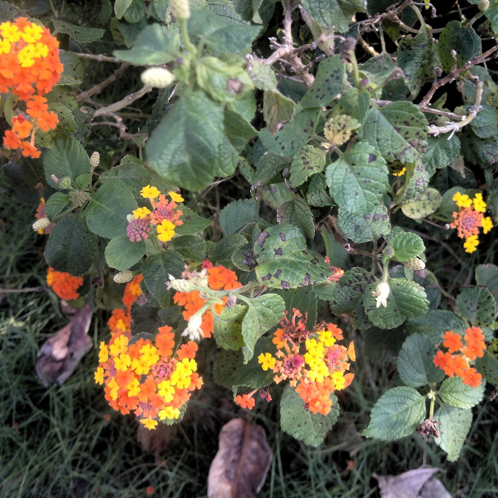 Lantana (Lantana camara) Leaf spot a photo on Flickriver