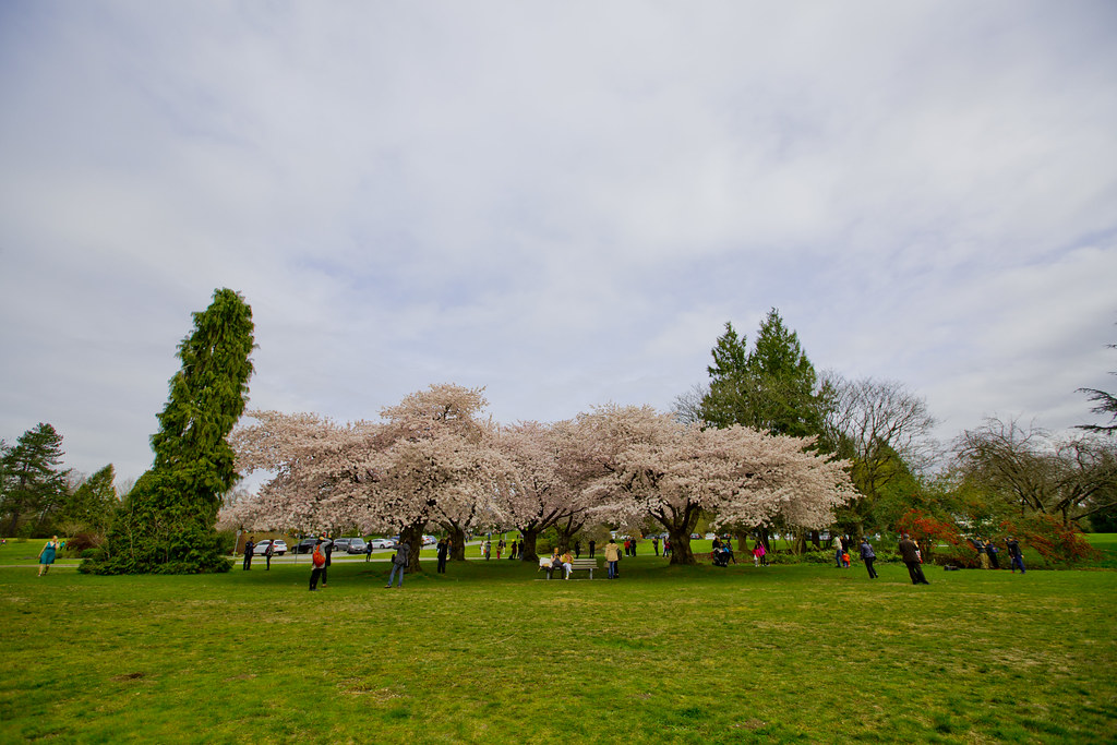 Cherry Blossoms Queen Elizabeth Park GoToVan Flickr