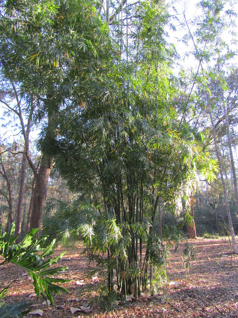 Bamboo Jacksonville, Florida, USA. A look round a friend's… Flickr