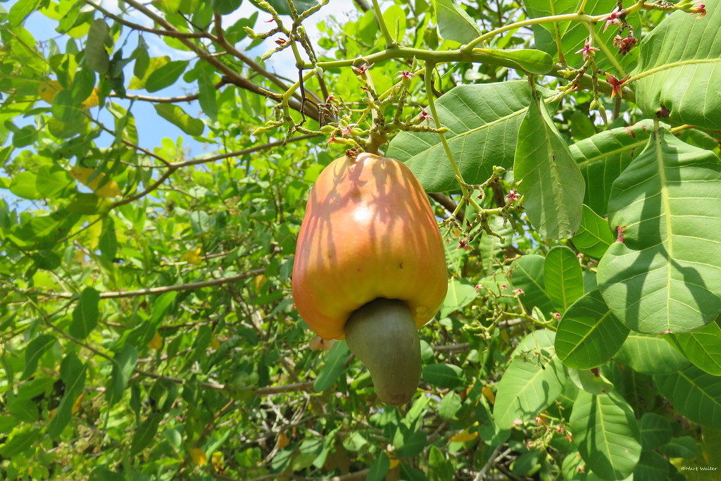 Cashew Tree and fruit, Pacific Coast, Costa Rica IMG_1047 Flickr