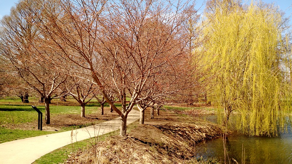 Cherry trees with willow Early spring near Japan House at … Flickr