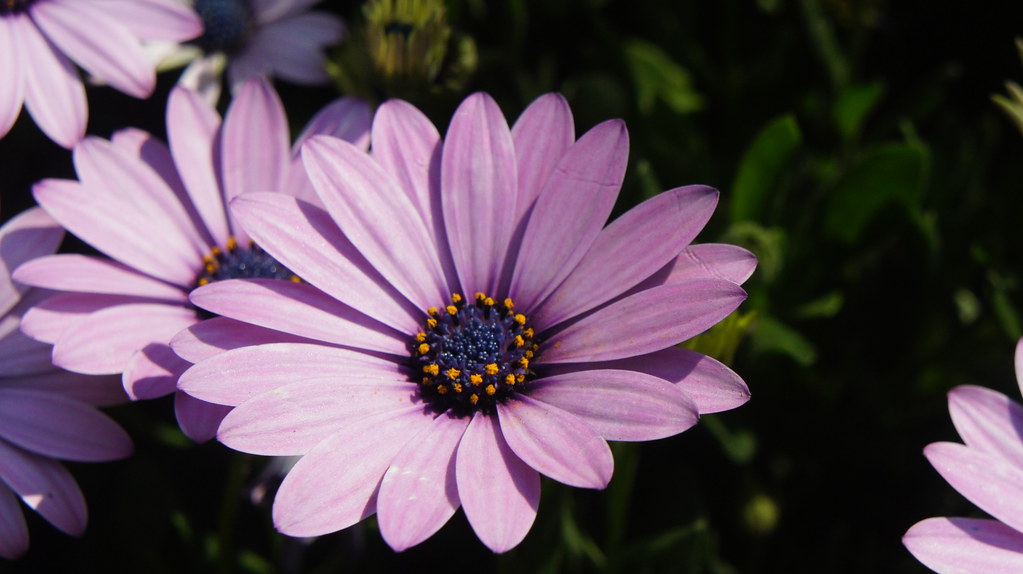 Purple Daisy Egypt's Spring Flowers Fair 2016 Purple Daisy… Zeinab