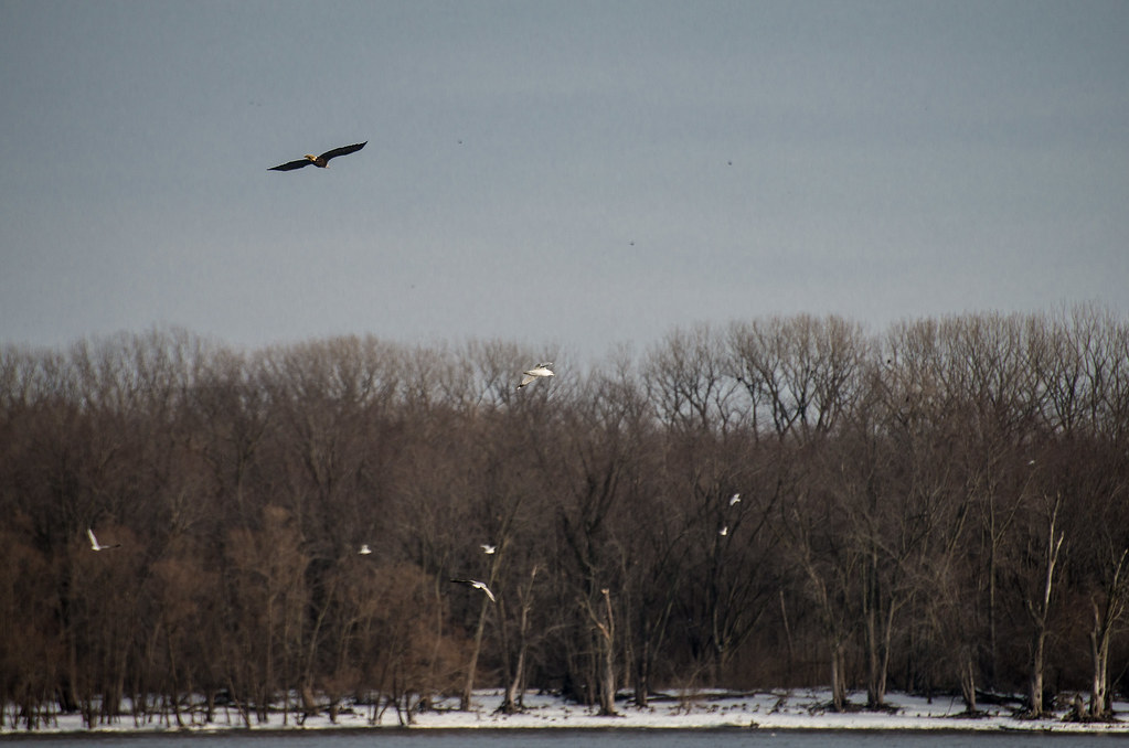 Keokuk IA trip I went to Keokuk Iowa to photograph eagles.… Flickr