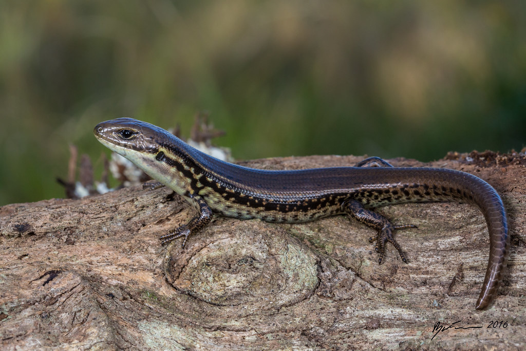 Alpine Water Skink Eulamprus kosciuskoi. Dorrigo, New
