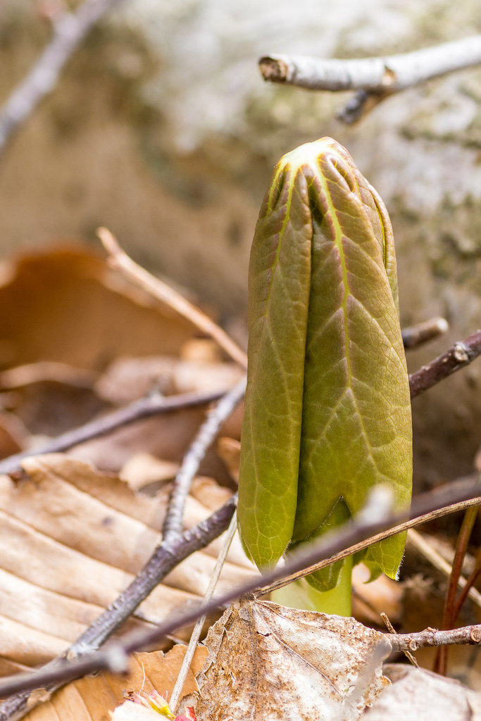 Mayapple (Podophyllum peltatum) Hueston Woods State Park, … Flickr