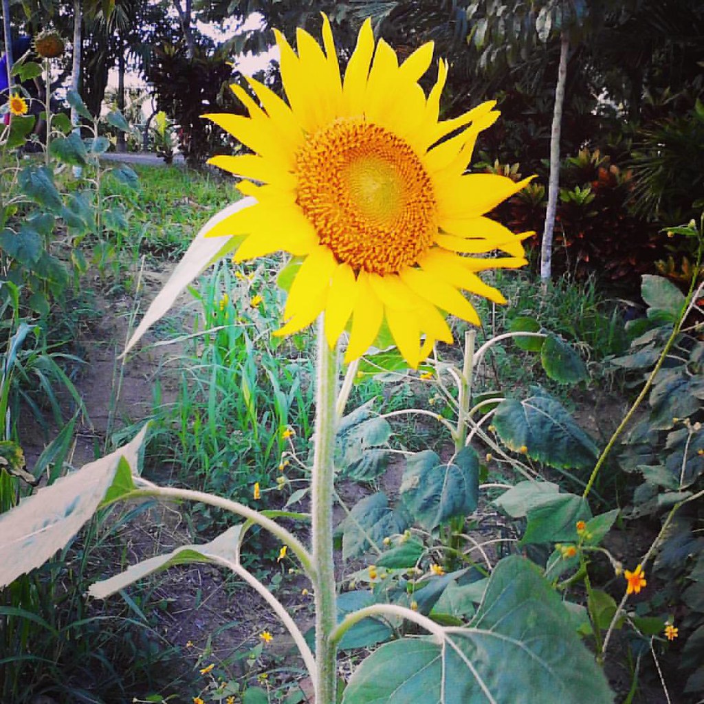 Sunflower Delivery San Jose at Amanda Fennell blog
