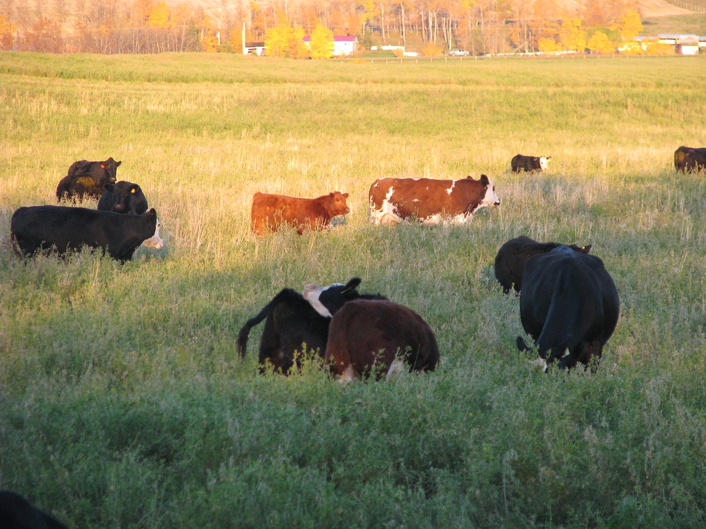 St. Paul, Alberta, Canada Photos of St. Paul, Alberta, Can… Flickr