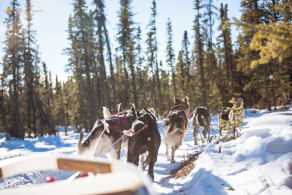 Dog sledding in Fairbanks, Alaska Cute Alaskan Huskies 橙子OrangeLiu