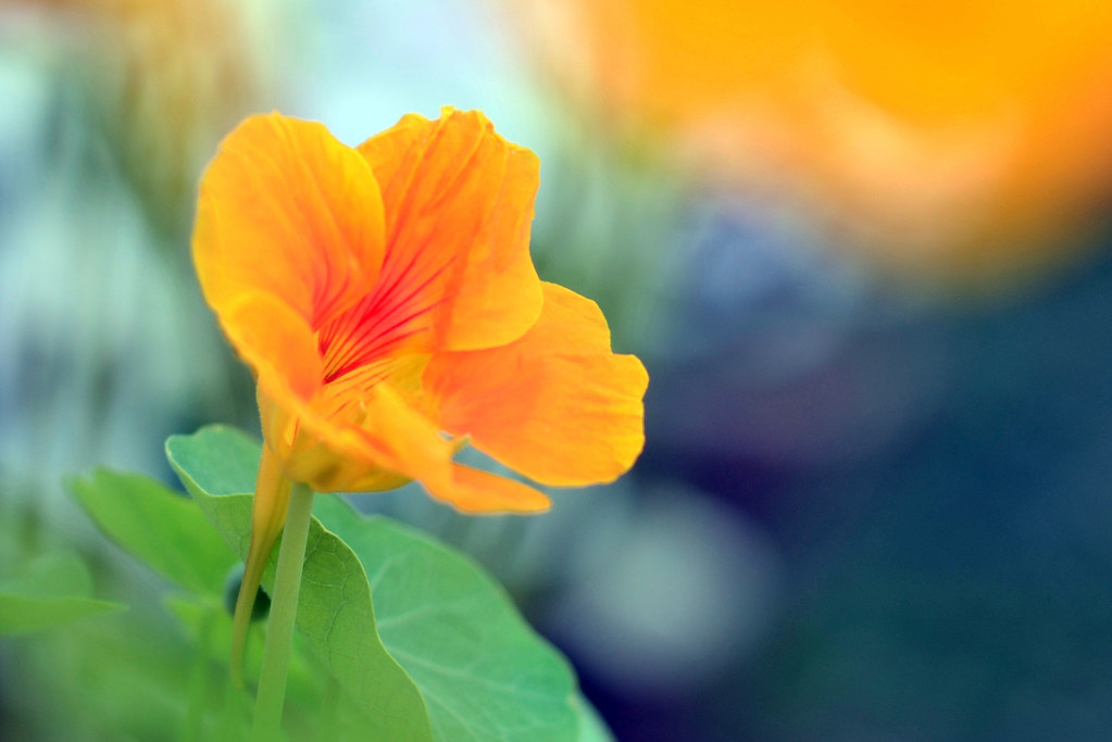 Nasturtiums A Winter canvas 4 Lens used Nikon 50 mm f1.… Flickr