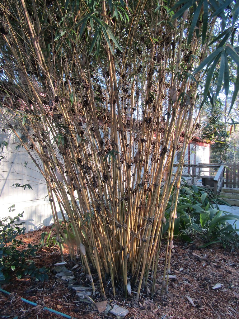 Bamboo Jacksonville, Florida, USA. A look round a friend's… Flickr