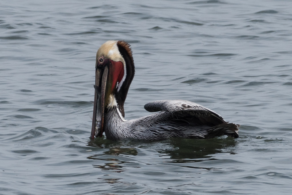 Brown Pelican San Pablo Bay, Landfill Loop Trail, Richmond… Flickr