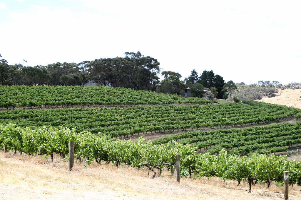 McLaren Vale 22 McLaren Vale Vineyards, South Australia Marcus