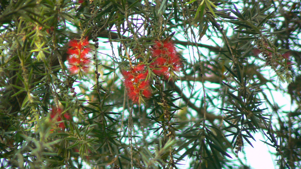 चील Common name Bottle brush, Barap lei (Manipuri), Cheel… Flickr