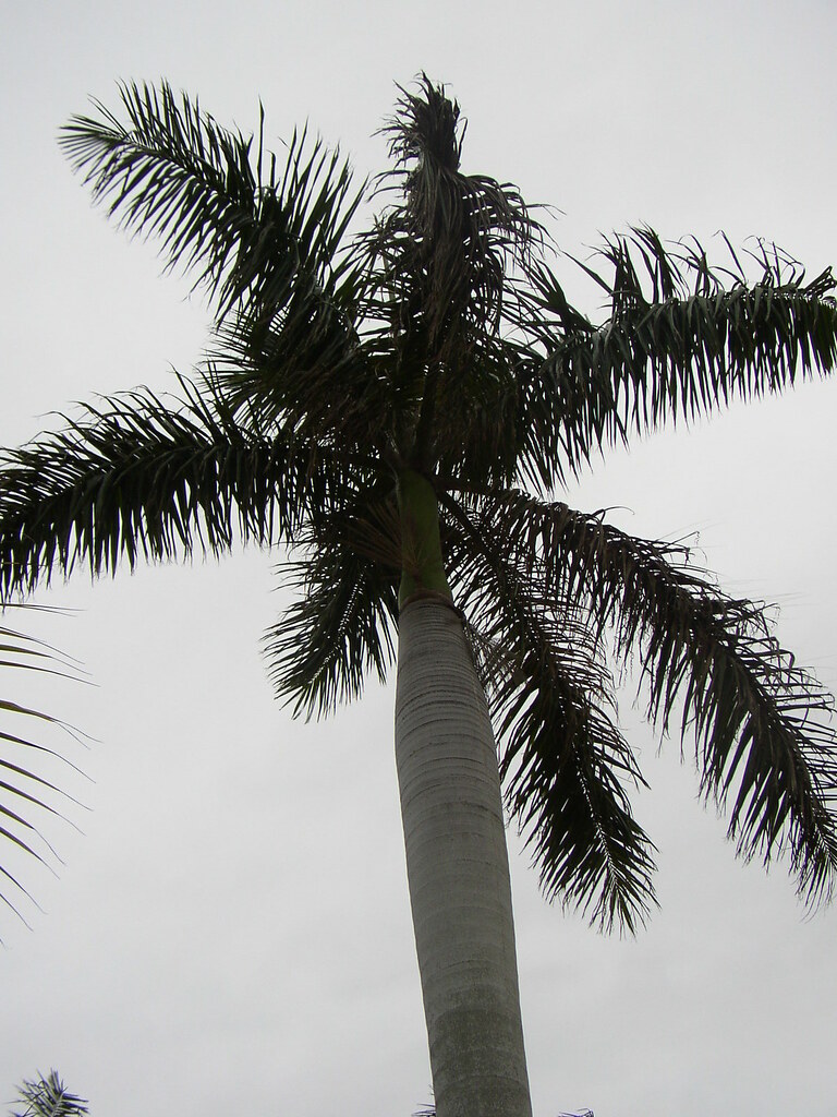 Spiky Palm Tree An interesting palm tree that looked like ??? Flickr