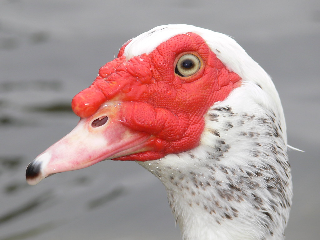 Female Duck? Am I right that this is a female muscovy duck… Jackson