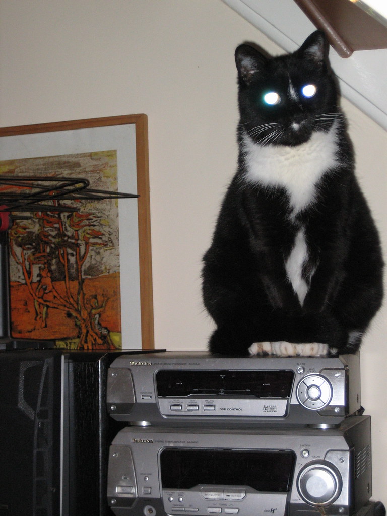 Graphic equalizer cat Stereo cat does not like yr music. Flickr