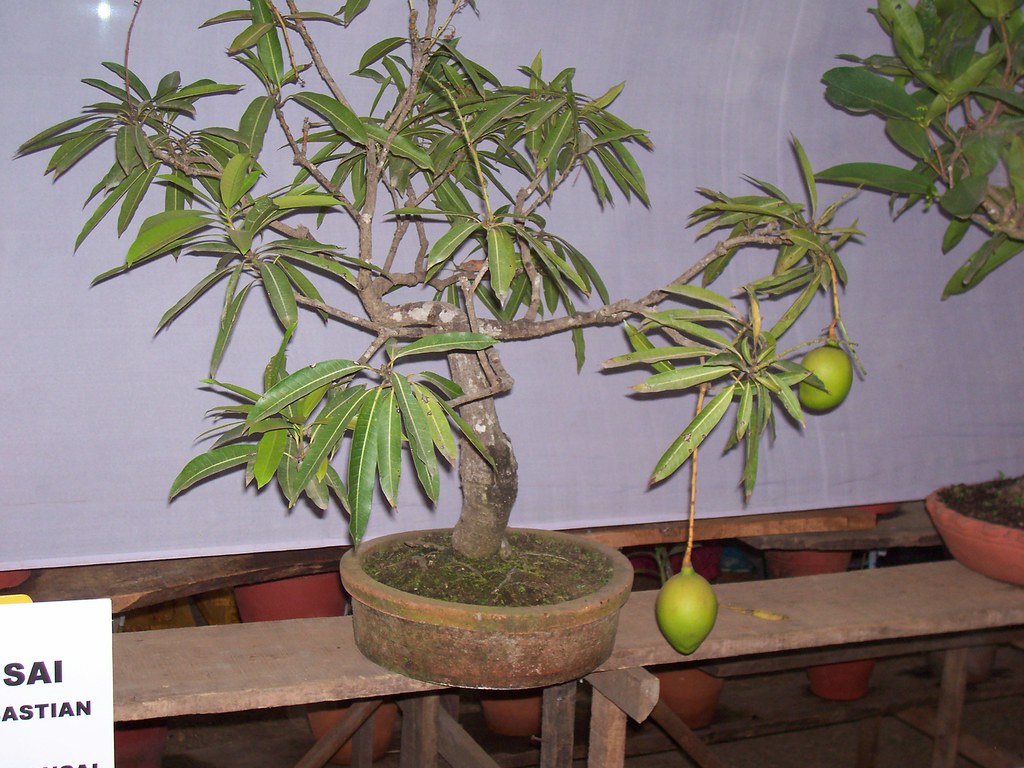 Bonsai Mango Tree See the mango.. Photo taken from Flo… Flickr