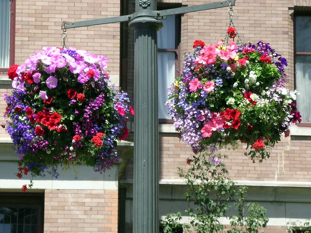 Hanging Baskets, streets of Victoria BC Sue Flickr