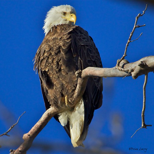 Bald Eagle Scott County, Indiana Brian Lowry Flickr