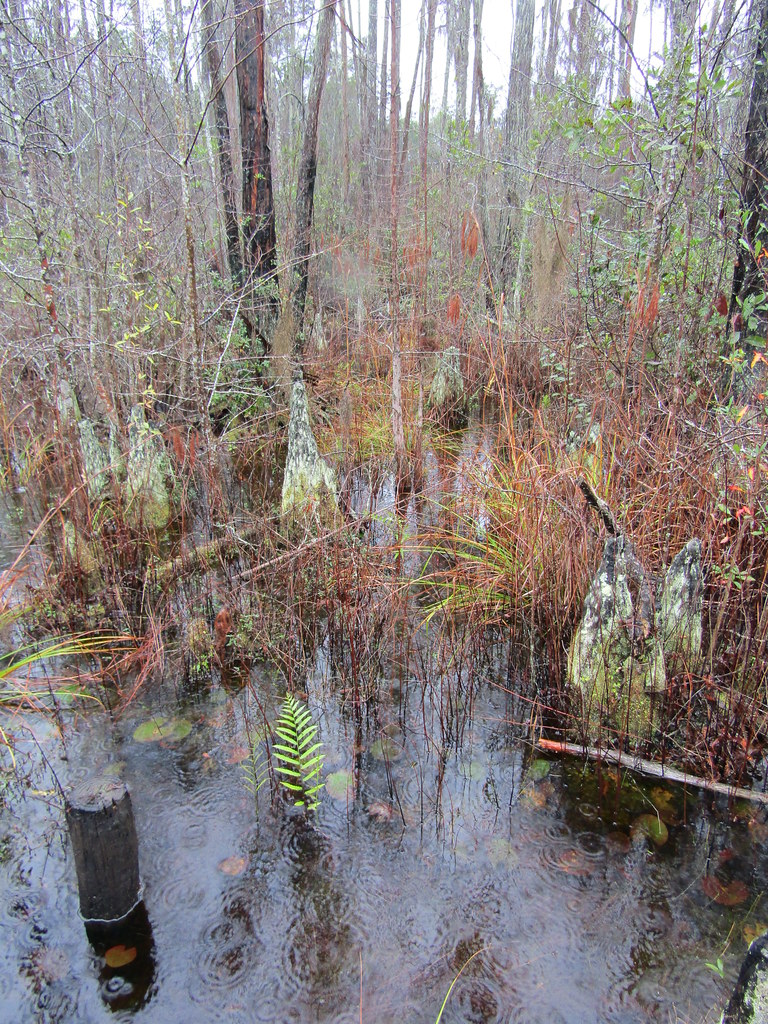 Swamp plants (Woodwardia virginica?) Okefenokee Swamp Park… Flickr