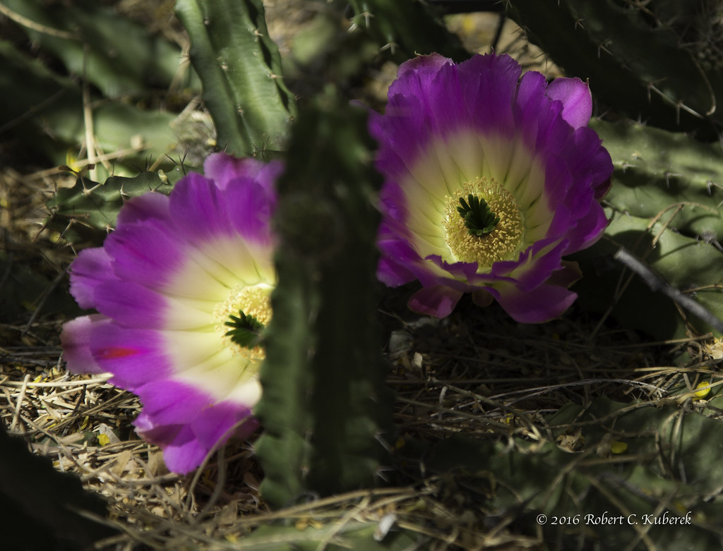 Two Flowers Tucson Botanical Gardens Sky Hound Flickr