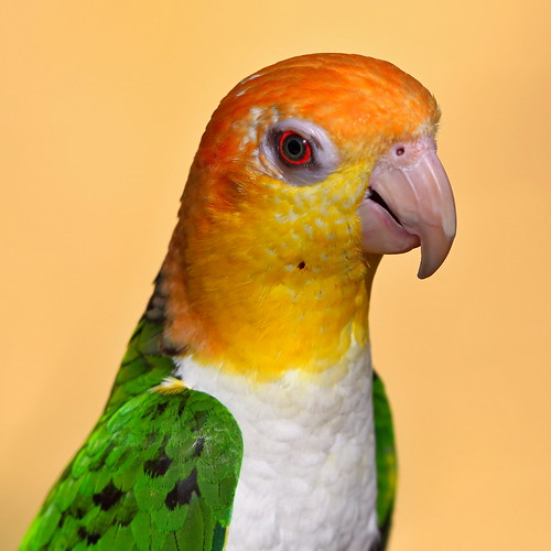 Pretty Bird (Caique Parrot) (01 02 2016) More wildlife at … Flickr