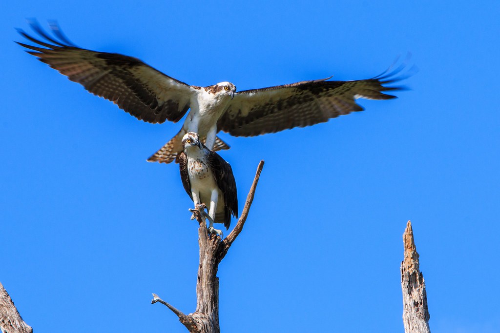 Ospreys mate for life. Here one lands on top of the other … Flickr