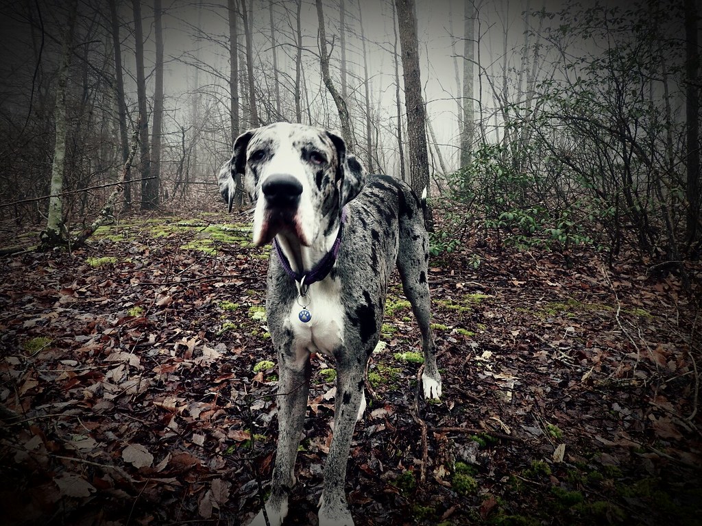 Australian Working Kelpie Weight+Growth Chart 2024 How Heavy Will My