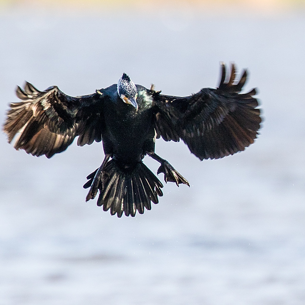 Cormorant Landing bloedmann999 Flickr