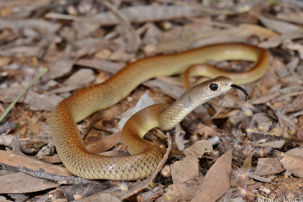 Juvenile Eastern Brown Snake (Pseudonaja textilis) Flickr