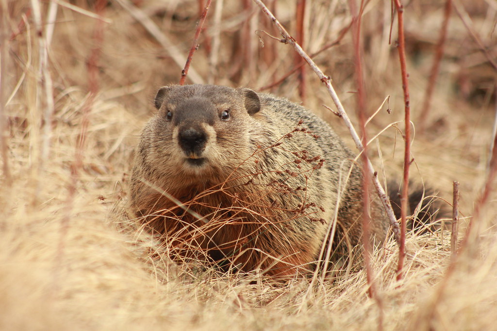 First pig of spring Marden Park, Ontario Curtis Combdon Flickr