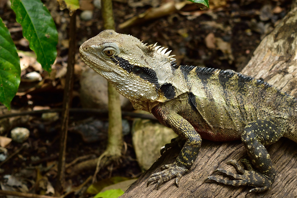 Water dragon Tony Davis Flickr