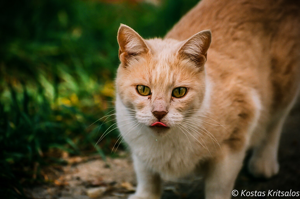 Alley Cat An alley cat at St. Helias hill, Peiraeus, Greec… Flickr