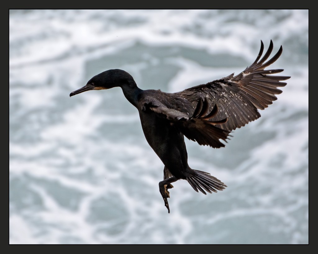 Cormorant Landing Light Considering the noise and color ca… Flickr