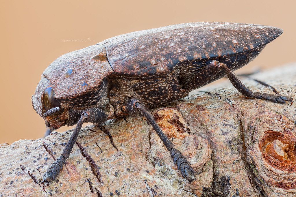 A Woodboring Beetle A Woodboring Beetle ( Capnodis teneb… Flickr