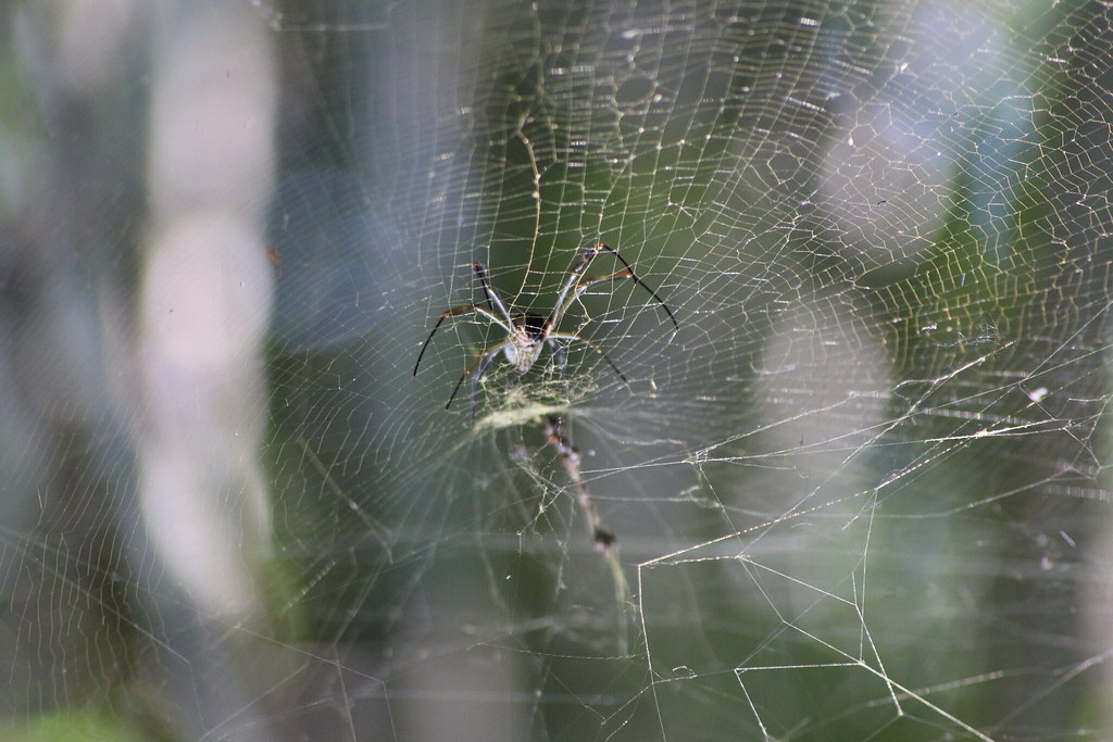 spider traps chasing the web crawlers Rodrigo Alceu Baliza Flickr