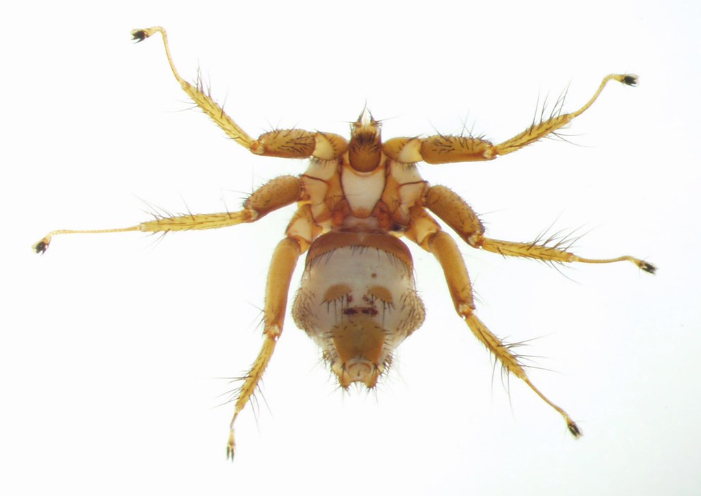 ventral view of bat fly parasite (Nycteribiidae), Bat Cave… Flickr