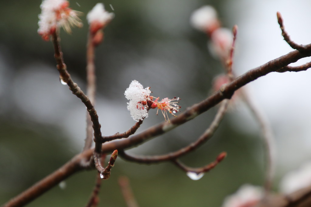 Trees Budding in Saline Already??? Nope its snow. Early … Flickr