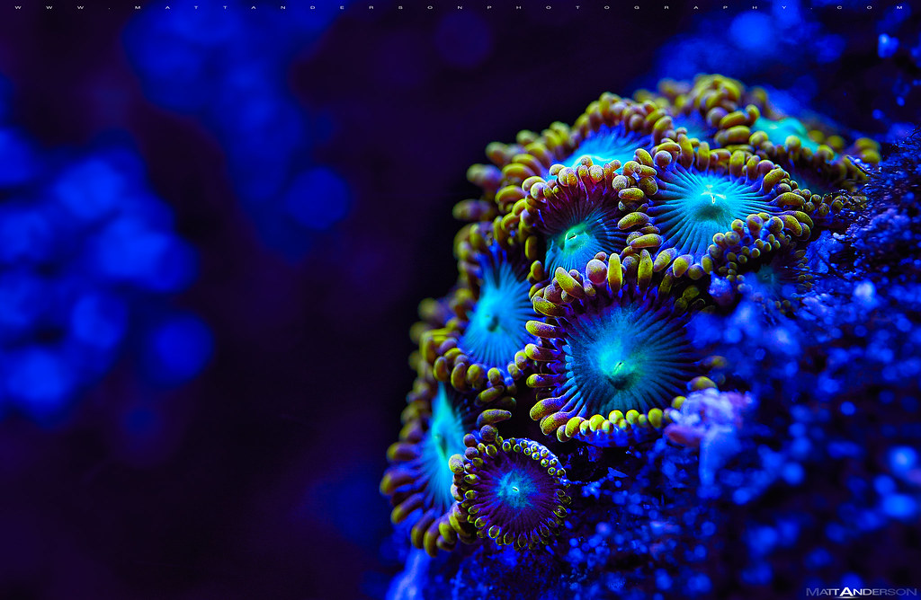 Zoanthids in Blue Zoanthids in Blue. Zoanthids are an orde… Flickr