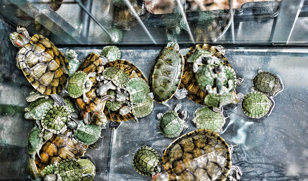 Hong Kong Wildlife Turtles The Goldfish Market, Mong Kok… Flickr