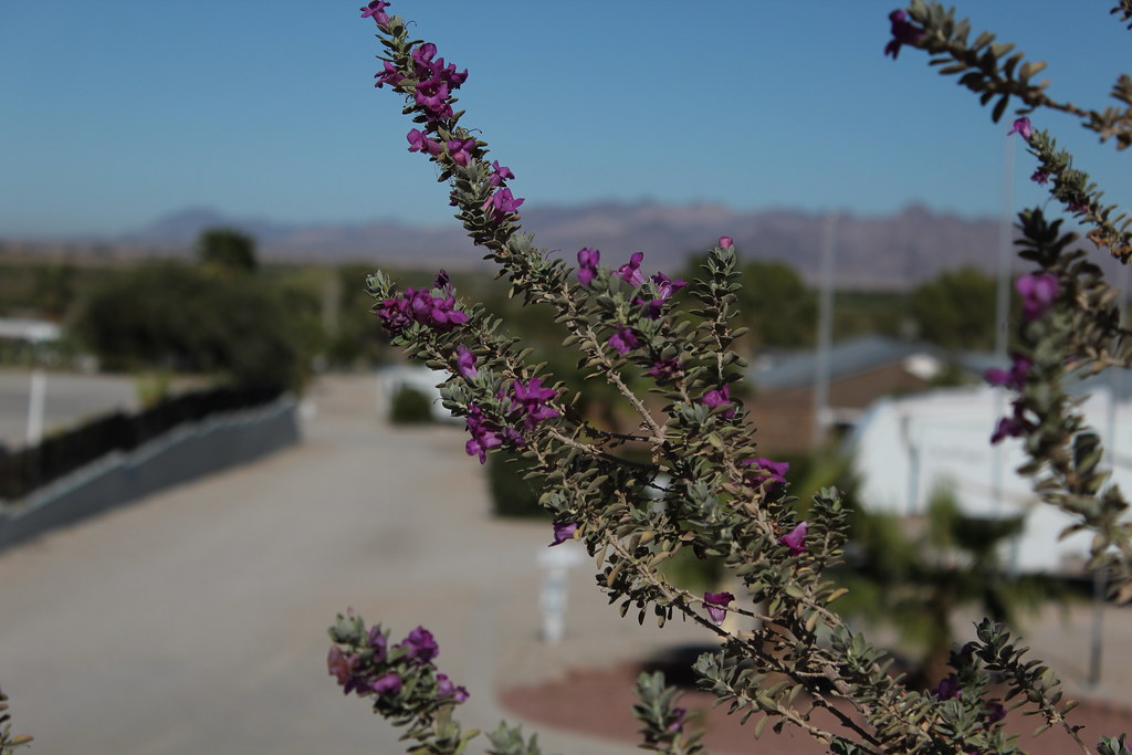 Colorado River Oasis, Ehrenberg, AZ Oct 31, 2012 Flickr