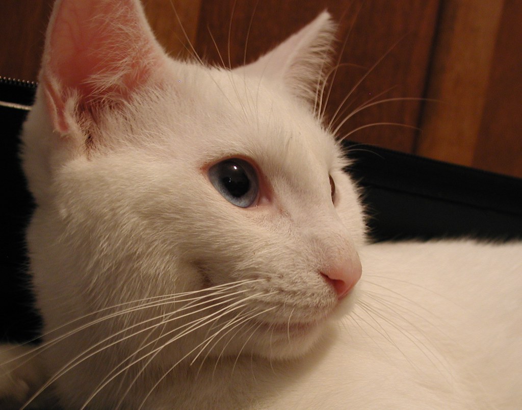 Snowball the Cat Doesn't it look like he's smiling? What S… Flickr